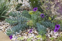 Euphorbia myrsinites with Geranium 'Ann Folkard' and Allium christophii

Design by Semple Begg