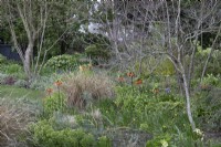 Fritillaria Imperialis in mixed bed -April