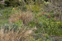 Fritillaria Imperialis in mixed bed - April
