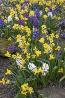 Narcissus 'Jetfire' at Winterbourne Botanic Garden - April