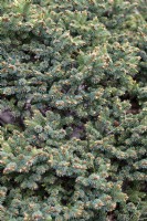 Picea Glauca 'Cecilia' white spruce