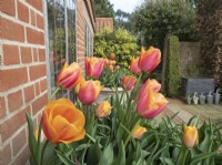 Spring container display with Tulip Mix  in large ornate pots. East Ruston Old Vicarage garden Norfolk