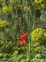 Tulip Apeldoorn's Elite growing with emerging allium buds and Euphorbia