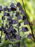 Black Persian Lily, Fritillaria persica