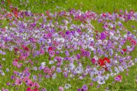 Drifts of naturalized Anemone coronaria De Caen Group flowering in a wild flower lawn in Spring - April