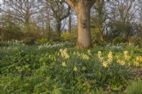View of mixed Daffodils growing around an oak tree in an informal country cottage garden in Spring - April