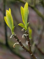 Edgeworthia chrysantha - paperbush  new leaves after flowering April