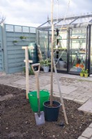 Spade, wooden pole, compost and Mulberry 'Giant Fruit' laid out on bed