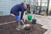 Woman digging hole to plant Mulberry tree