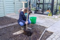 Woman planting Mulberry tree in hole