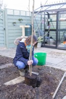 Woman planting Mulberry tree in hole