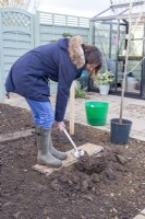 Woman digging hole to plant mulberry tree
