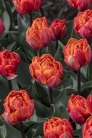 Tulipa 'Hermitage Double' - Tulip