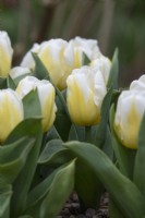 Tulipa 'Calgary Flames' - Short stemmed single early tulip
