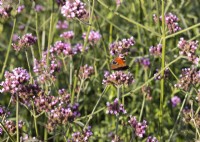 Verbena bonariensis with butterfly, summer August