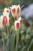 Tulipa clusiana 'Tinka' - Tulip
