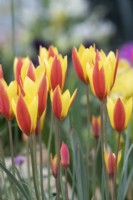 Tulipa clusiana var. chrysantha 'Tubergen's gem' - Tulip