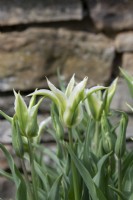 Tulipa 'Greenstar' - Lily Flowered Tulip