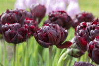 Tulipa 'Palmyra' - Double Early Tulip