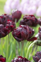 Tulipa 'Palmyra' - Double Early Tulip