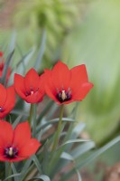 Tulipa linifolia 'Red Gem' - Tulip