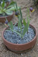 Fritillaria michailovskyi - April