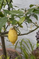 Citrus aurantifolia at Winterbourne Botanic Garden - April