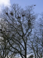 Rookery spring nest building