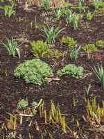 A mulched bed of emerging perennials