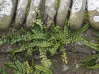 Maidenhair spleenwort growing in pebble wall - Asplenium trichomanes