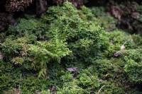 Chamaecyparis pisifera 'Plumosa Compressa' Sawara cypress