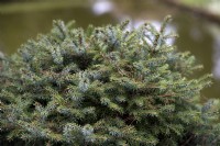 Picea omorika 'Treblitzsch' Pancic spruce Serbian spruce 