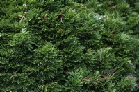 Chamaecyparis lawsoniana 'Green globe' Port Orford cedar