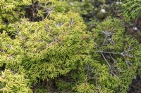 Chamaecyparis obtusa 'Gitte' Japanese cypress