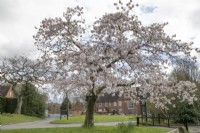 Prunus at Winterbourne Botanic Garden - April