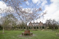 Prunus 'Accolade' with tree seat at Winterbourne Botanic Garden - April