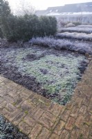 Bed with seedlings covered in frost