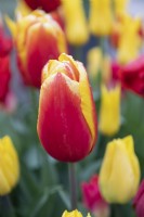 Tulipa 'Hennie van der Most' tulip