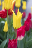 Tulipa 'Flashback' tulip