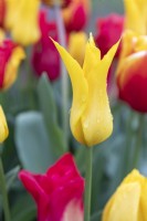 Tulipa 'Flashback' tulip 