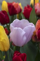 Tulipa 'Synaeda amor' tulip 