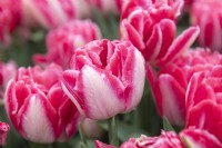 Tulipa 'Foxtrot' tulip 