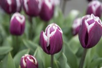 Tulipa 'Tiramisu' tulip 