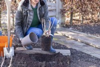 Woman planting Blackcurrant 'Ben Lomond'