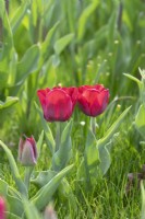 Tulipa 'Seadov' - Triumph Tulip