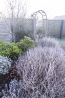 Shrubs covered in frost in front of wooden archway