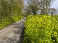 Smymium olusatrum Alexanders in Norfolk Lane Early Spring