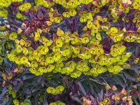 Euphorbia 'Blackbird' April
