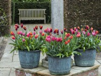 Tulips in metal containers and seating area Old Vicarage Gardens  East Ruston Norfolk