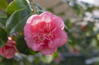 Camellia japonica 'Can can'